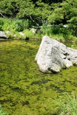 jezirka-zahradni_zelena-voda-v-jezirku
