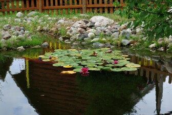 jezirka-zahradni_lekniny-v-jezirku