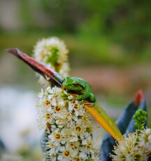 jezirka-zahradni_zabicka